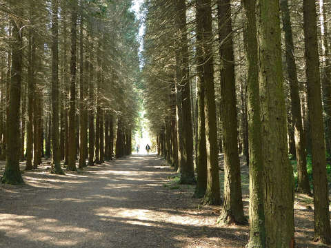 Jeli Varázskert - Kám, arborétum, rododendron, út