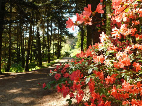 Jeli Varázskert - Kám, arborétum, rododendron, út