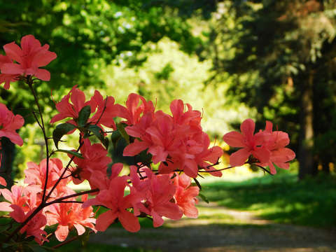 Jeli Varázskert - Kám, arborétum, rododendron
