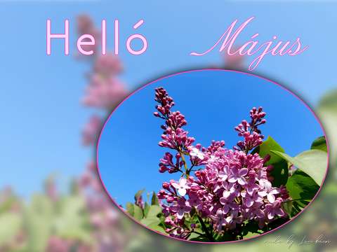 helló május, grafika