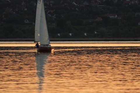Hattyúk a Balatonnál.