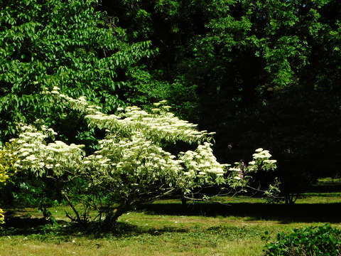 Szombathely, Kámoni arborétum