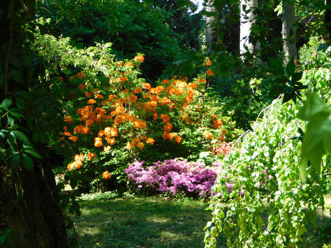 Szombathely, Kámoni arborétum