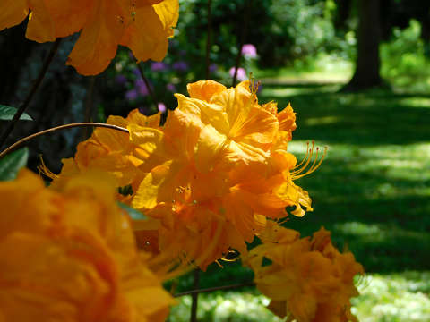 Szombathely, Kámoni arborétum