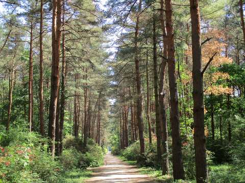 Jeli arborétum