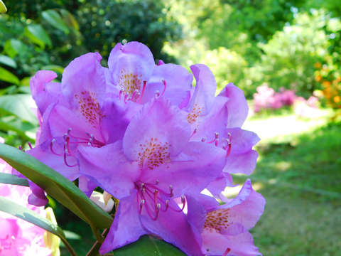 Szombathely, Kámoni arborétum