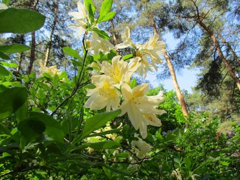 címlapfotó rododendron tavaszi virág