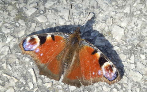 Pihenő időben.