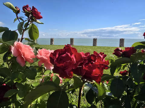 Balatonkenese, rózsák között