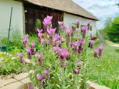 Lavandula stoechas, füzéres levendula
