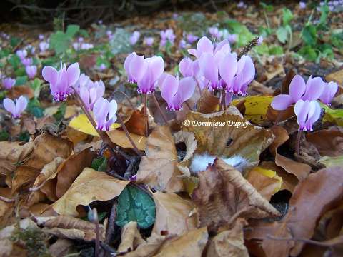 Cyclamens