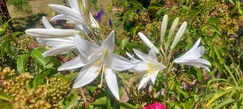 Liliom