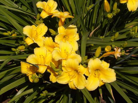 Liliom