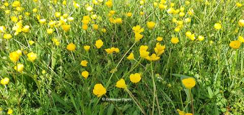 Bouton d'or