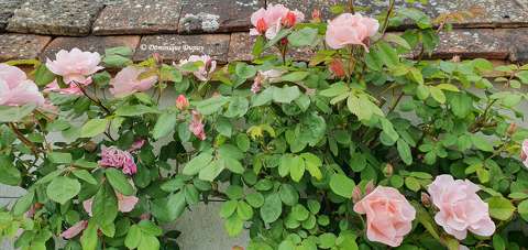 Rosier