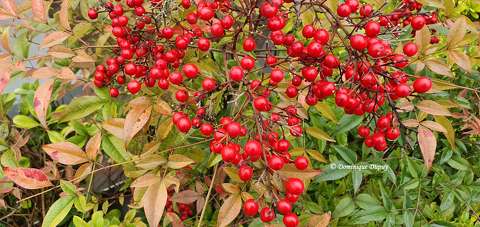 Les fruits rouges - baies