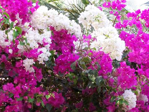Bougainvillier