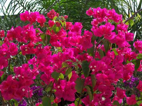 Bougainvillier