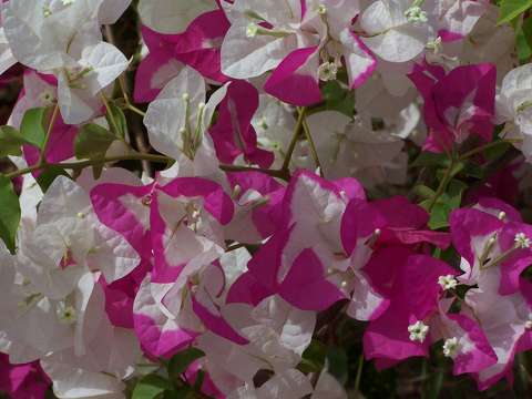 Bougainvillier