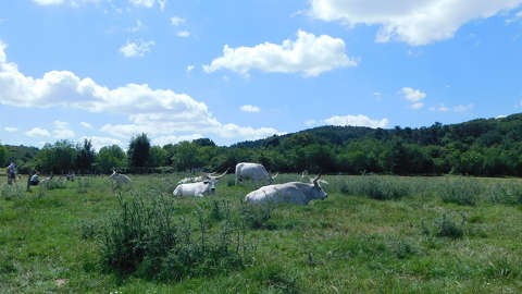 Tihany, Magyar szürke szarvasmarha