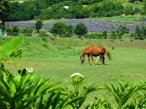 Tihany