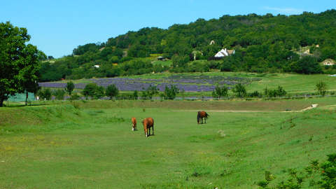 Tihany