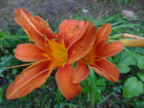 Liliom