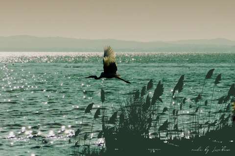 suhanás, Balaton, víz, csillogás