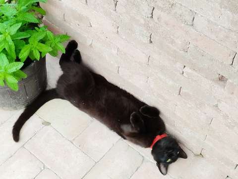 Menta, macska