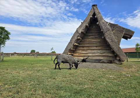 Dinnyés, Várpark, Skanzen