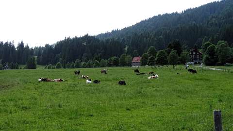 háziállat szarvasmarha
