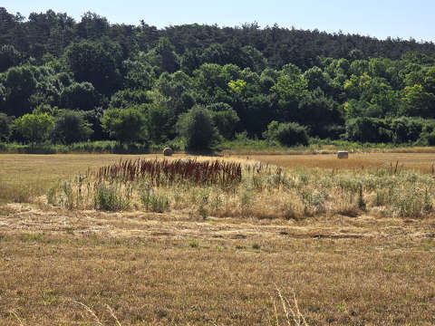 Gabonaföld, bála