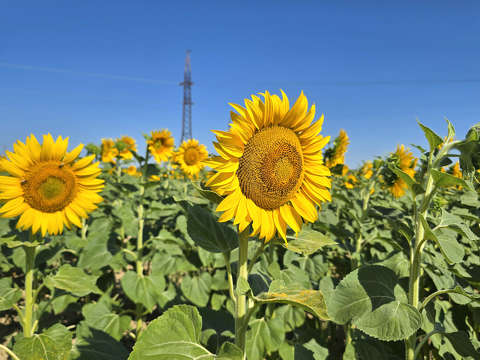 Napraforgók