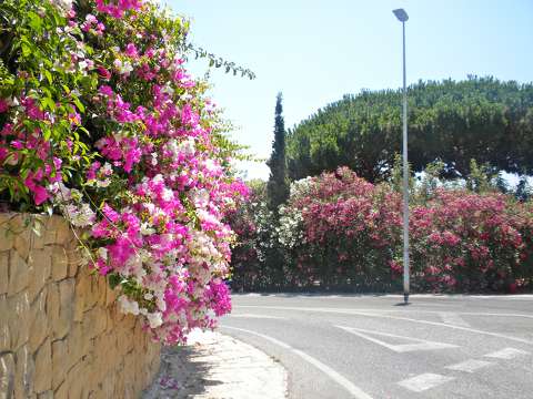 bougainvillea nyár út