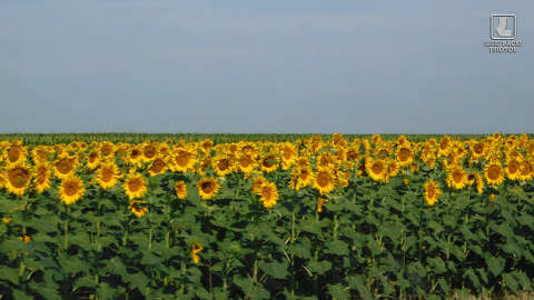 napraforgók