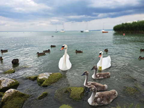Balaton, hattyú, kacsa