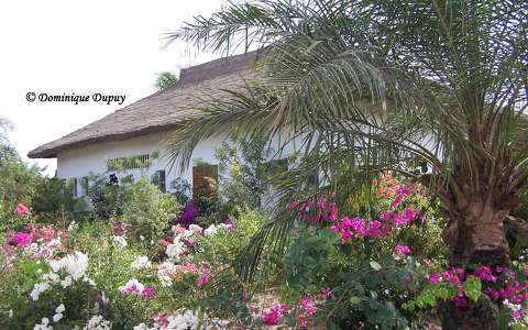 Bougainvilliers - Sénégal