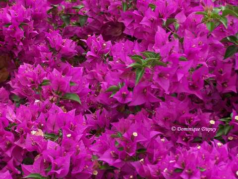 Bougainvilliers - Sénégal