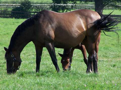 Chevaux
