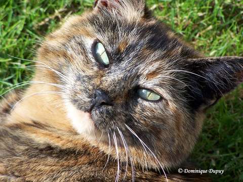 Chatte Mimine