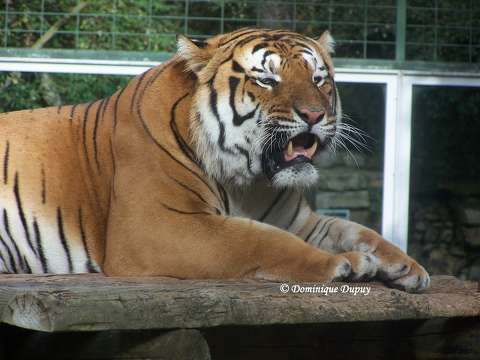 Tigre - Zoo de la Palmyre - France