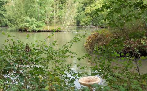 Sologne