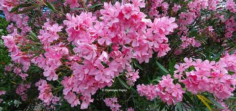 Laurier rose