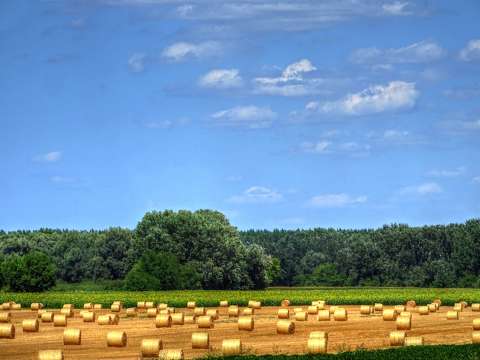 Aratás után, Dávod, Magyarország