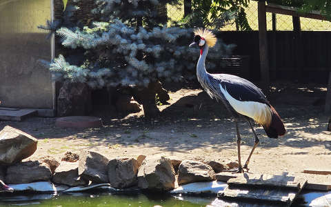Siófok, Bella állatpark