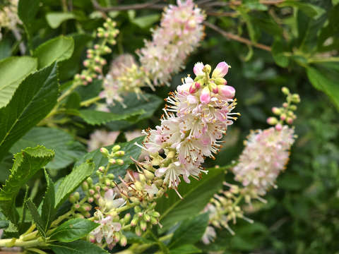 Szombathely, Kámoni arborétum