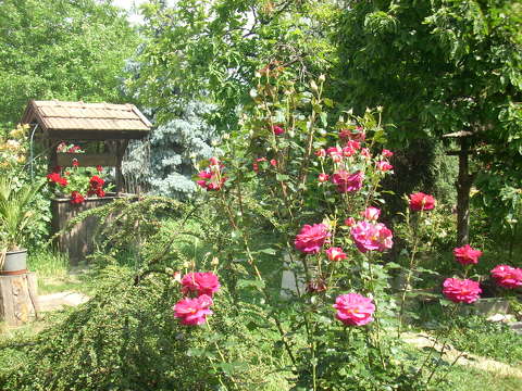 Kert,rózsa,park.