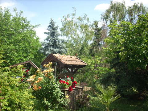 Kert,,tavasz,rózsa.