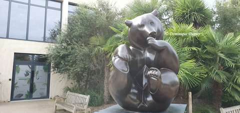 Ours brun - Zoo de Beauval