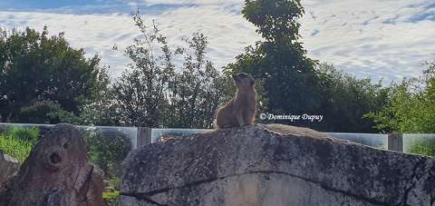 Suricate